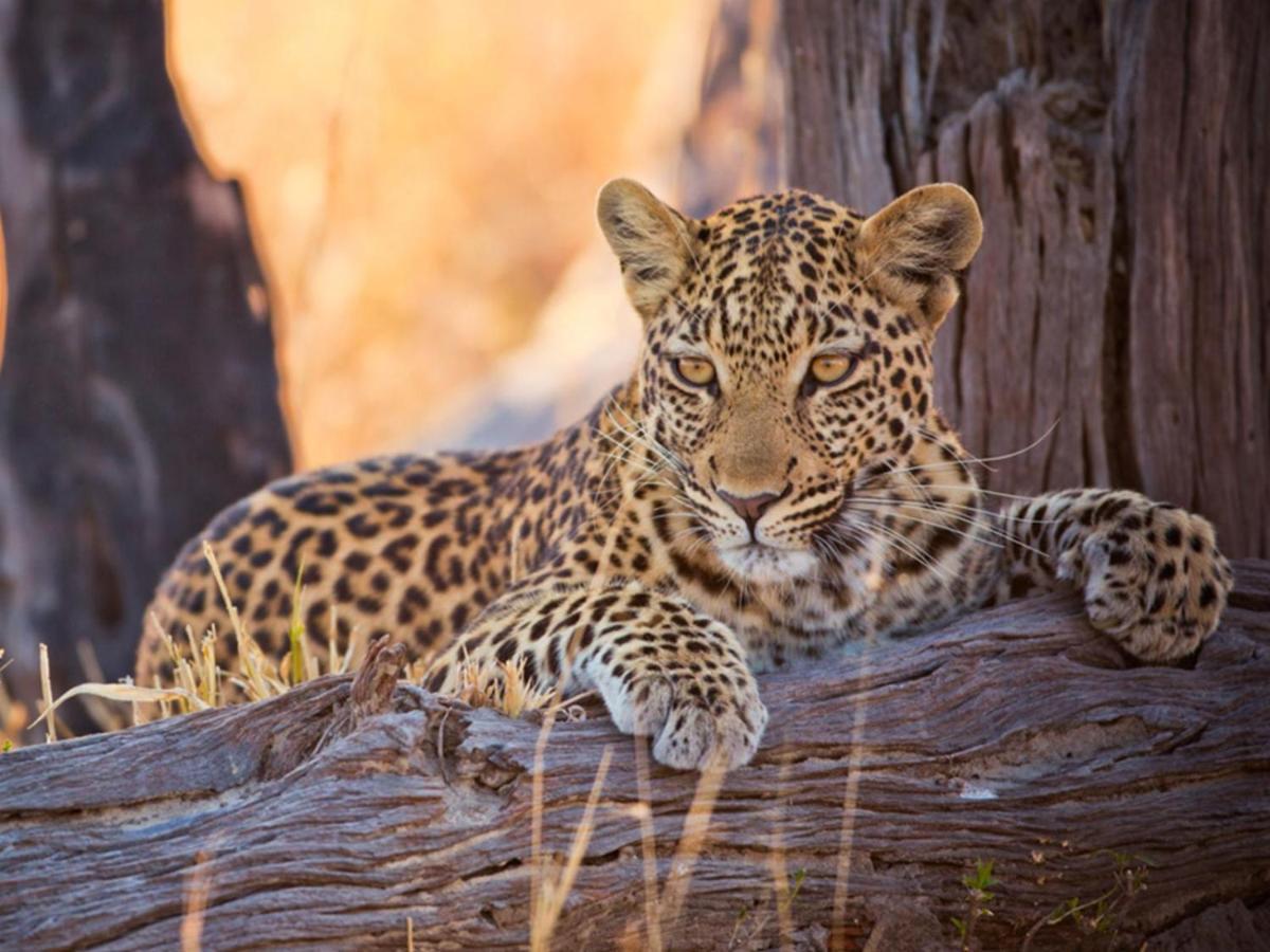 Imagine Africa Luxury Tented Camp Заповедник Балуле Экстерьер фото