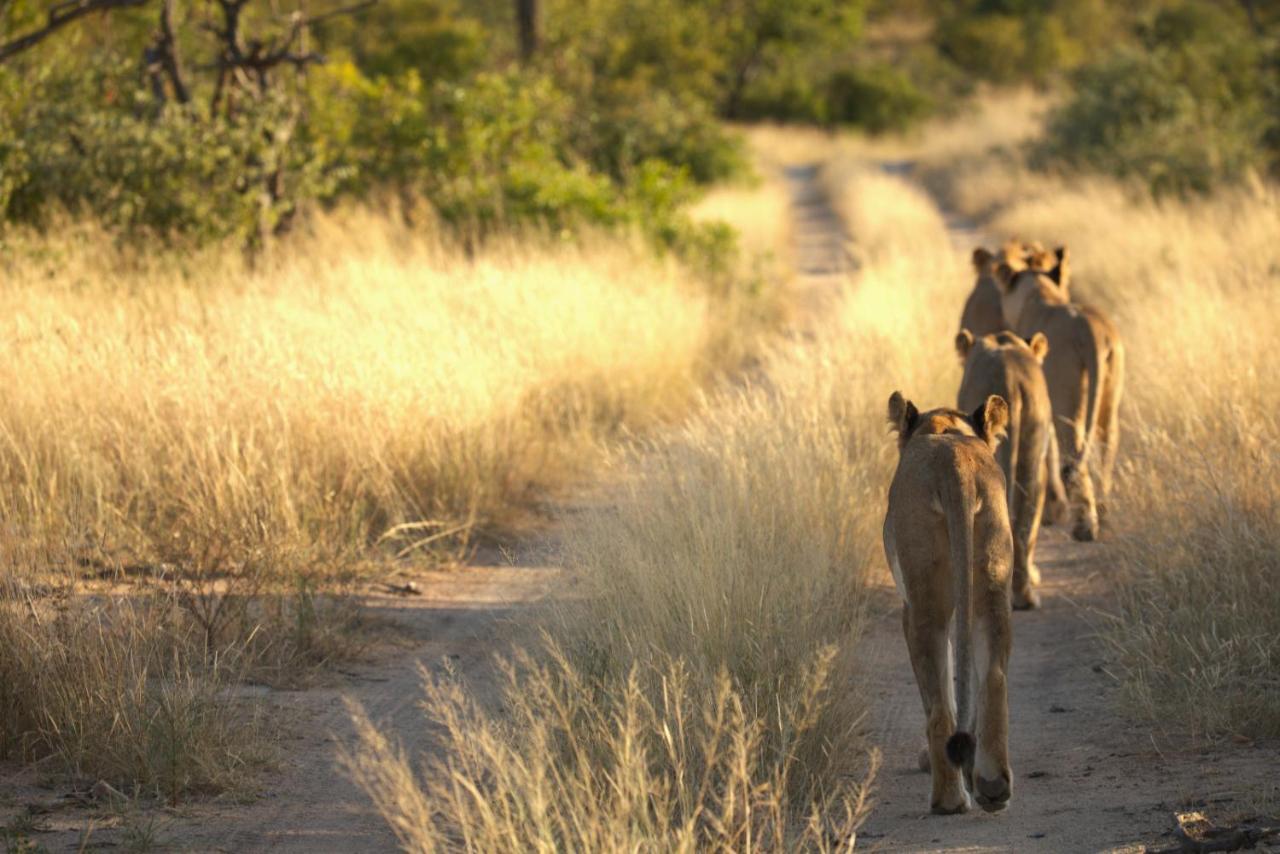 Imagine Africa Luxury Tented Camp Заповедник Балуле Экстерьер фото