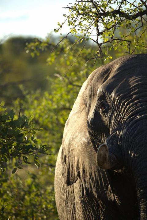 Imagine Africa Luxury Tented Camp Заповедник Балуле Экстерьер фото