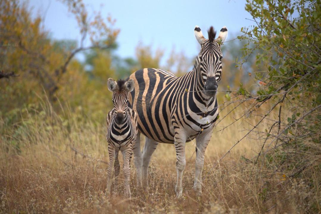 Imagine Africa Luxury Tented Camp Заповедник Балуле Экстерьер фото