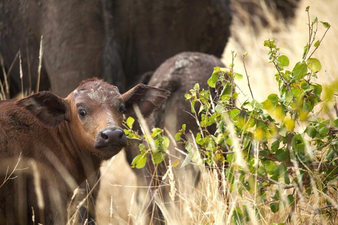 Imagine Africa Luxury Tented Camp Заповедник Балуле Экстерьер фото