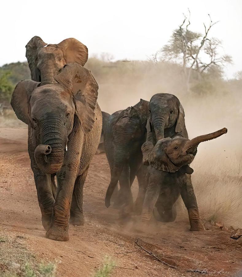 Imagine Africa Luxury Tented Camp Заповедник Балуле Экстерьер фото
